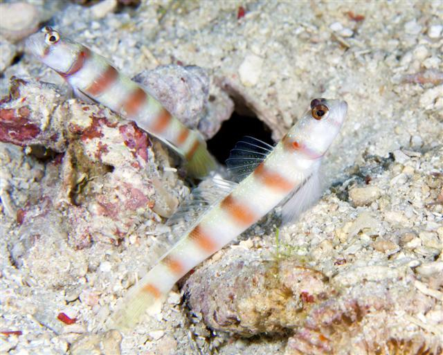  Amblyeleotris steinitzi (Steinitz’ Prawn Goby)